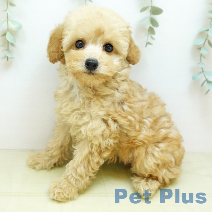 鳥取県のトイプードル(トイ) (ペッツワン 日吉津店/2025年8月25日生まれ/女の子/クリーム)の子犬の1枚目の画像