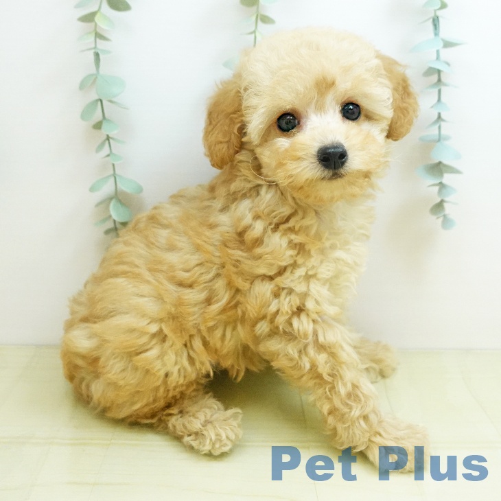 鳥取県のトイプードル(トイ) (ペッツワン 日吉津店/2025年8月25日生まれ/女の子/クリーム)の子犬の2枚目の画像