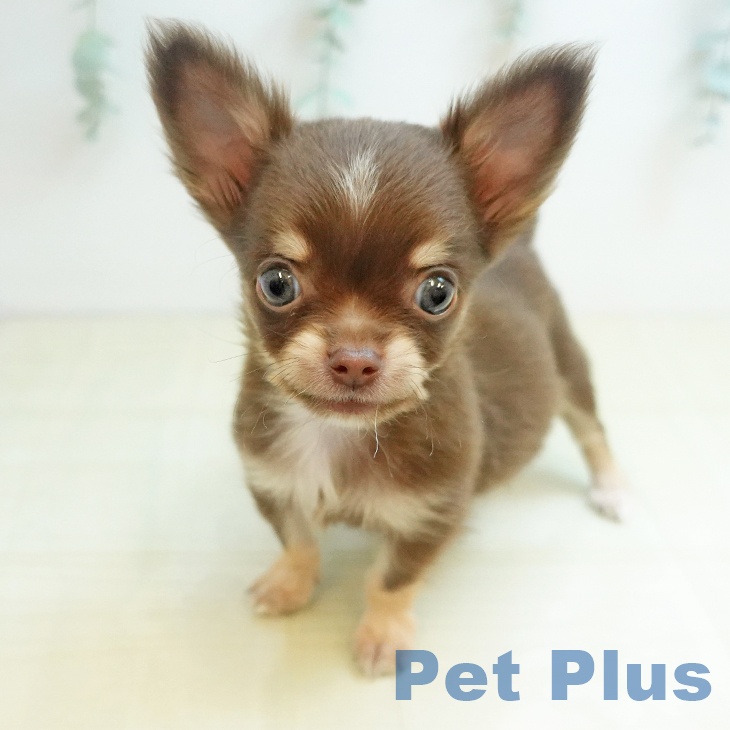 鳥取県のチワワ(ロング) (ペッツワン 日吉津店/2025年9月1日生まれ/男の子/チョコレートタン)の子犬