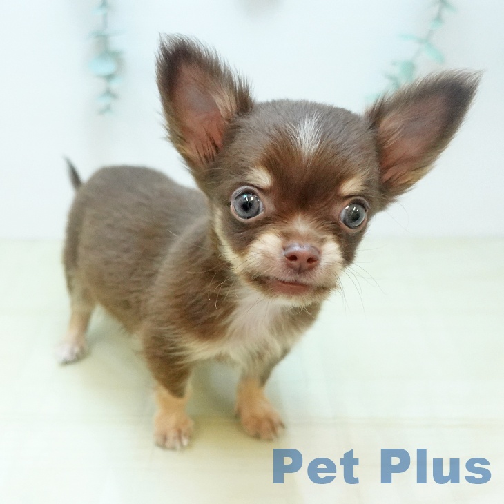 鳥取県のチワワ(ロング) (ペッツワン 日吉津店/2025年9月1日生まれ/男の子/チョコレートタン)の子犬の2枚目の画像