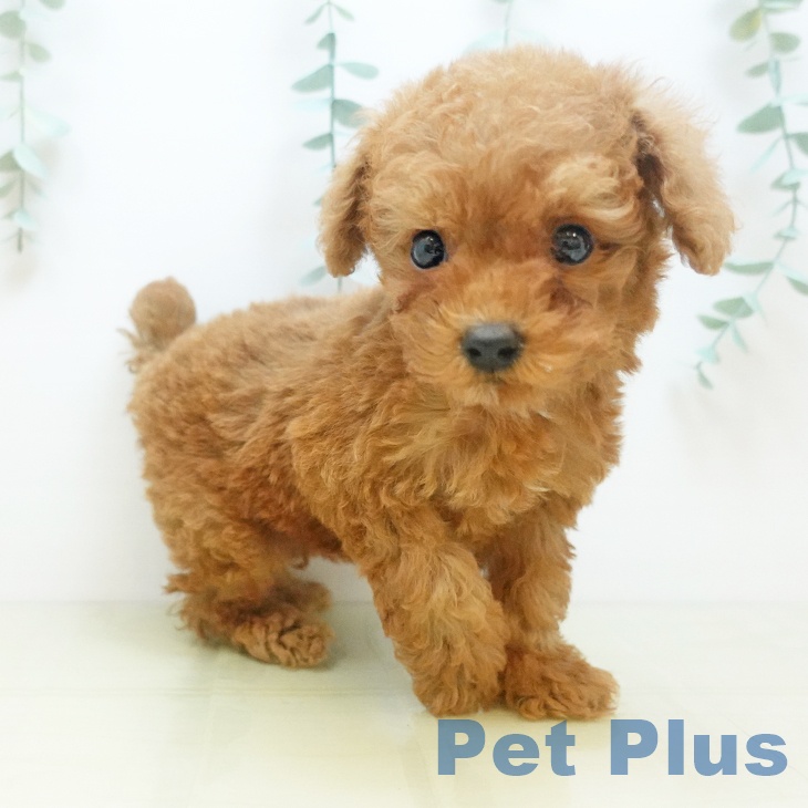 岐阜県のトイプードル(トイ) (ペットプラス 各務原店/2025年8月27日生まれ/男の子/レッド)の子犬