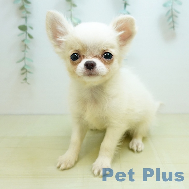 鳥取県のチワワ(ロング) (ペッツワン 日吉津店/2025年8月28日生まれ/男の子/ホワイトクリーム)の子犬の2枚目の画像