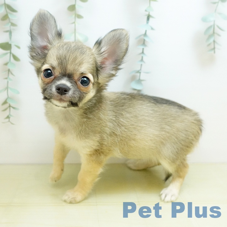 香川県のチワワ(ロング) (ペットプラス 綾川店/2025年8月28日生まれ/男の子/フォーンホワイト)の子犬の1枚目の画像