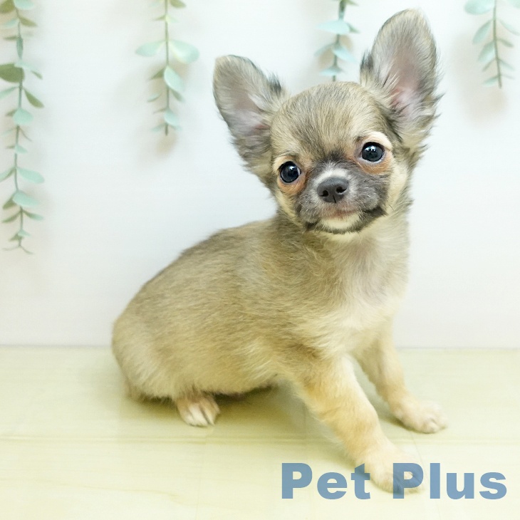 香川県のチワワ(ロング) (ペットプラス 綾川店/2025年8月28日生まれ/男の子/フォーンホワイト)の子犬の2枚目の画像