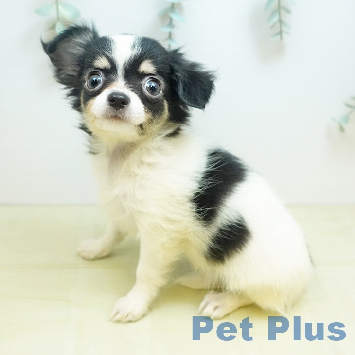 徳島県のチワワ(ロング) (ペットプラス 徳島店/2025年8月28日生まれ/女の子/ホワイトブラッククリーム)の子犬の1枚目の画像