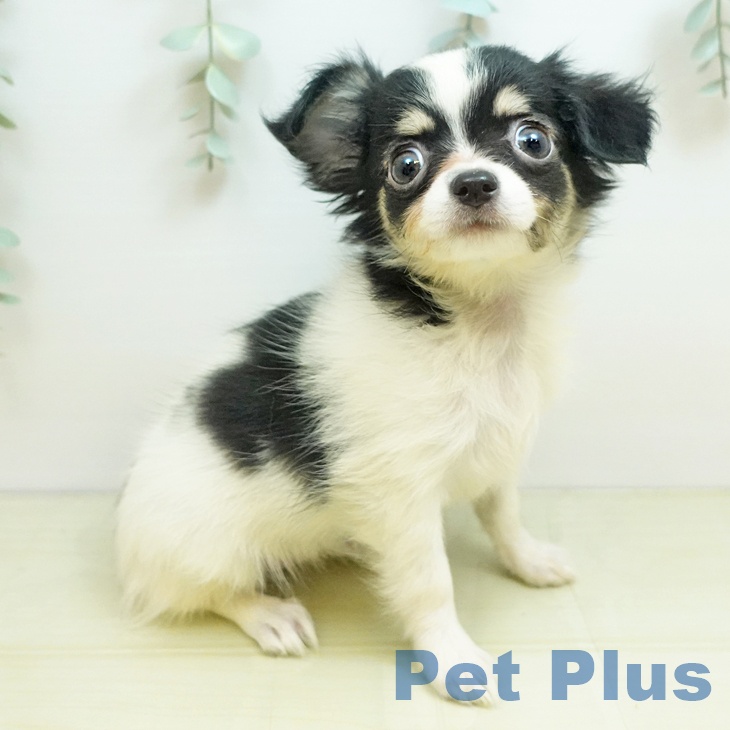 徳島県のチワワ(ロング) (ペットプラス 徳島店/2025年8月28日生まれ/女の子/ホワイトブラッククリーム)の子犬の2枚目の画像