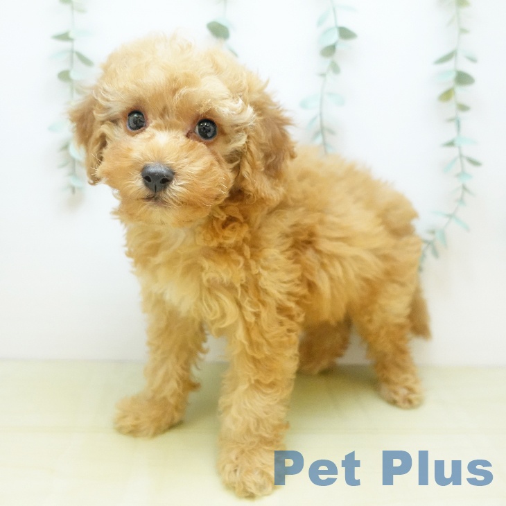 トイ・プードル