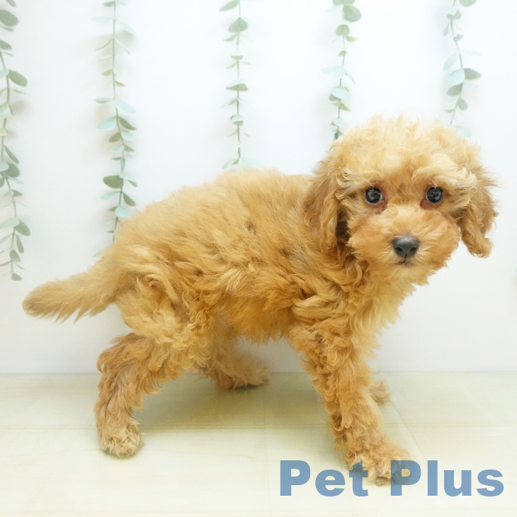 トイ・プードルの写真2