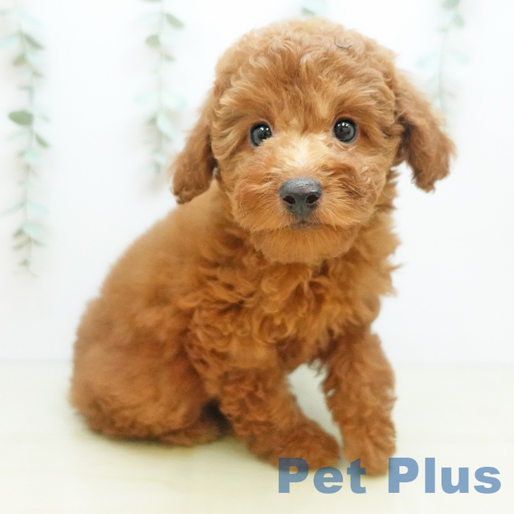 愛知県のトイプードル(トイ) (ペットプラス 三好店/2025年9月2日生まれ/女の子/レッドフォーン)の子犬の1枚目の画像