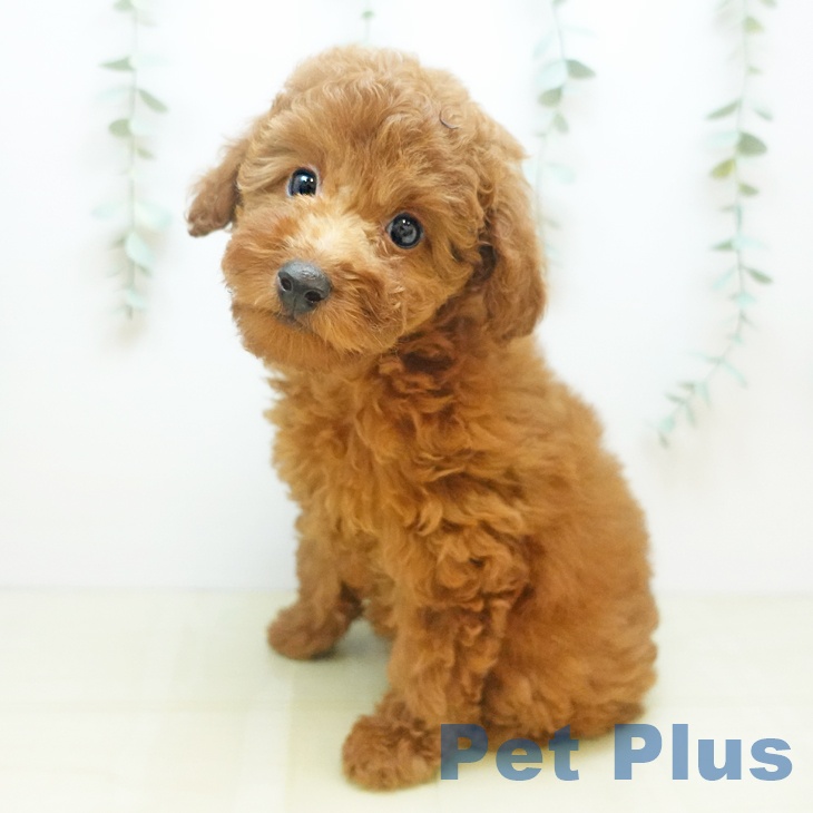 愛知県のトイプードル(トイ) (ペットプラス 三好店/2025年9月2日生まれ/女の子/レッドフォーン)の子犬の2枚目の画像