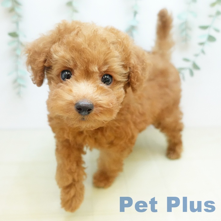 愛知県のトイプードル(トイ) (ペットプラス 三好店/2025年9月1日生まれ/男の子/レッドフォーン)の子犬の1枚目の画像