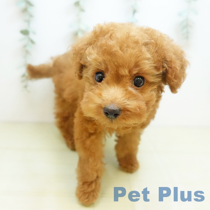 愛知県のトイプードル(トイ) (ペットプラス 三好店/2025年9月1日生まれ/男の子/レッドフォーン)の子犬の2枚目の画像