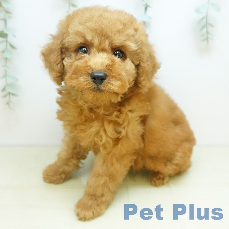 富山県のトイプードル(トイ) (ペットプラス 高岡店/2025年9月1日生まれ/女の子/レッドフォーン)の子犬の1枚目の画像