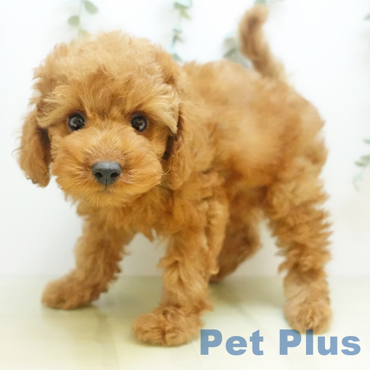 石川県のトイプードル(トイ) (ペットプラス 新小松店/2025年9月1日生まれ/女の子/レッドフォーン)の子犬の1枚目の画像