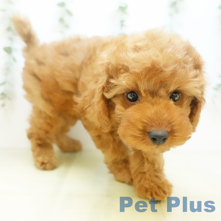 石川県のトイプードル(トイ) (ペットプラス 新小松店/2025年9月1日生まれ/女の子/レッドフォーン)の子犬の2枚目の画像