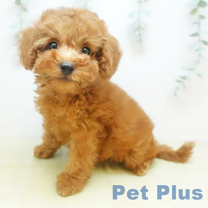 トイ・プードル