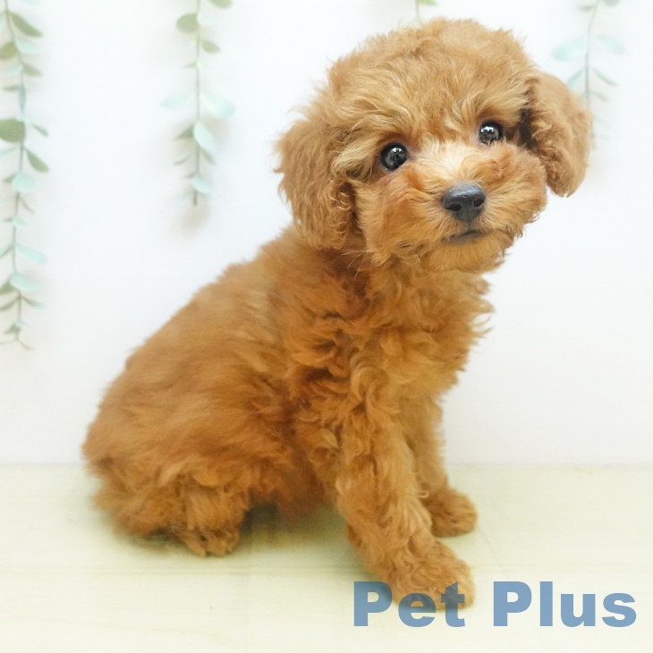 愛知県のトイプードル(トイ) (ペットプラス 豊田店/2025年9月1日生まれ/女の子/レッドフォーン)の子犬の2枚目の画像