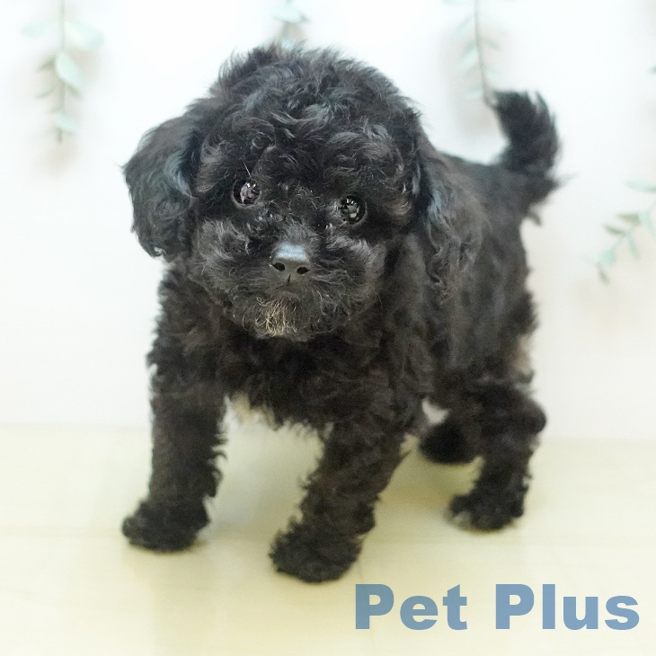 愛知県のトイプードル(トイ) (ペットプラス 岡崎店/2025年8月31日生まれ/男の子/ブラック)の子犬の1枚目の画像