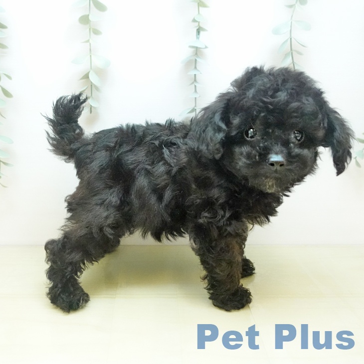 愛知県のトイプードル(トイ) (ペットプラス 岡崎店/2025年8月31日生まれ/男の子/ブラック)の子犬の2枚目の画像