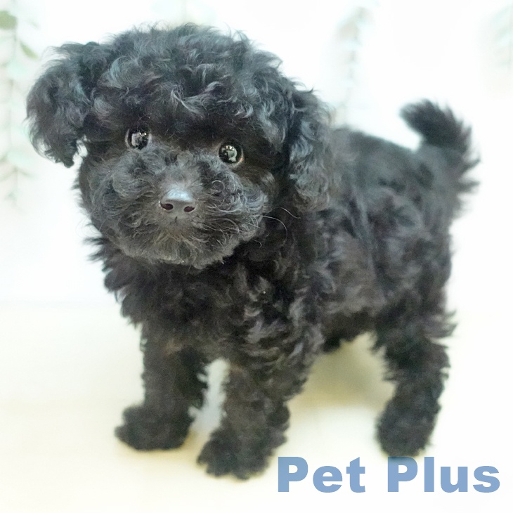 愛知県のトイプードル(トイ) (ペットプラス mozoワンダーシティ店/2025年8月31日生まれ/女の子/ブラック)の子犬の1枚目の画像