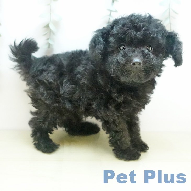 愛知県のトイプードル(トイ) (ペットプラス mozoワンダーシティ店/2025年8月31日生まれ/女の子/ブラック)の子犬の2枚目の画像