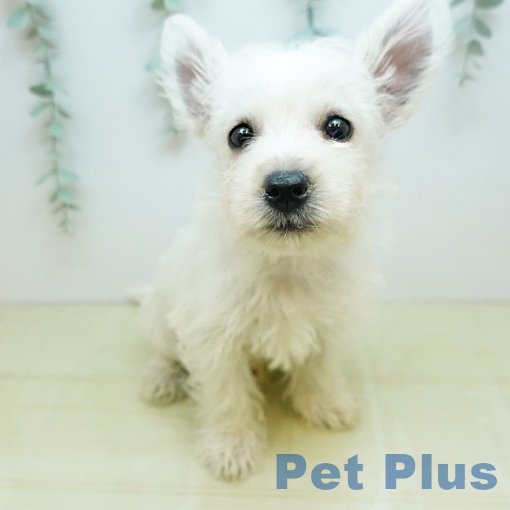 ウエスト・ハイランド・ホワイト・テリア