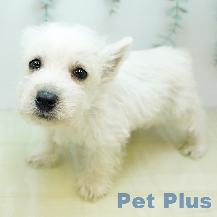 ウエスト・ハイランド・ホワイト・テリア