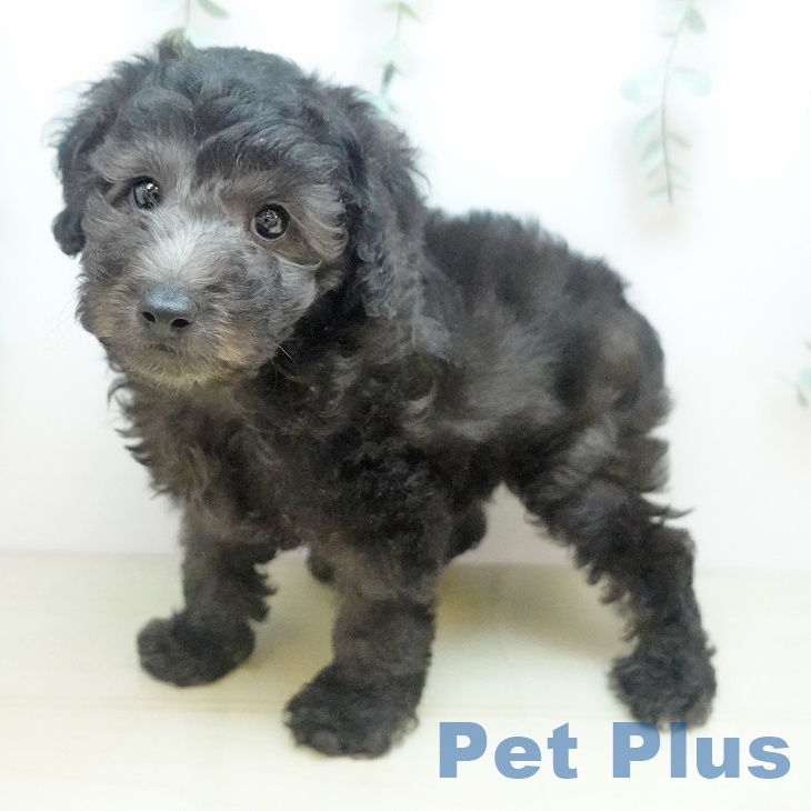 トイ・プードル