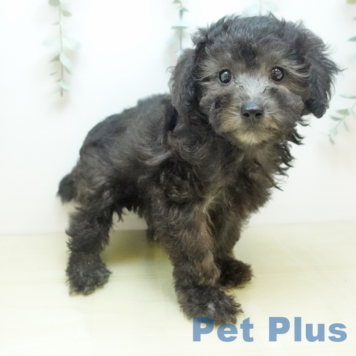 岐阜県のトイプードル(トイ) (ペットプラス 光ケ丘店/2025年9月3日生まれ/女の子/シルバー)の子犬