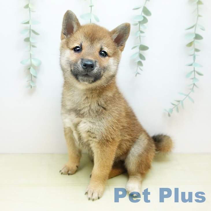 愛媛県の柴犬(標準サイズ) (ペットプラス 新居浜店/2025年9月1日生まれ/女の子/赤)の子犬の1枚目の画像