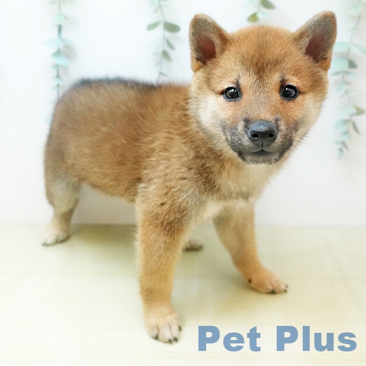 愛媛県の柴犬(標準サイズ) (ペットプラス 新居浜店/2025年9月1日生まれ/女の子/赤)の子犬の2枚目の画像