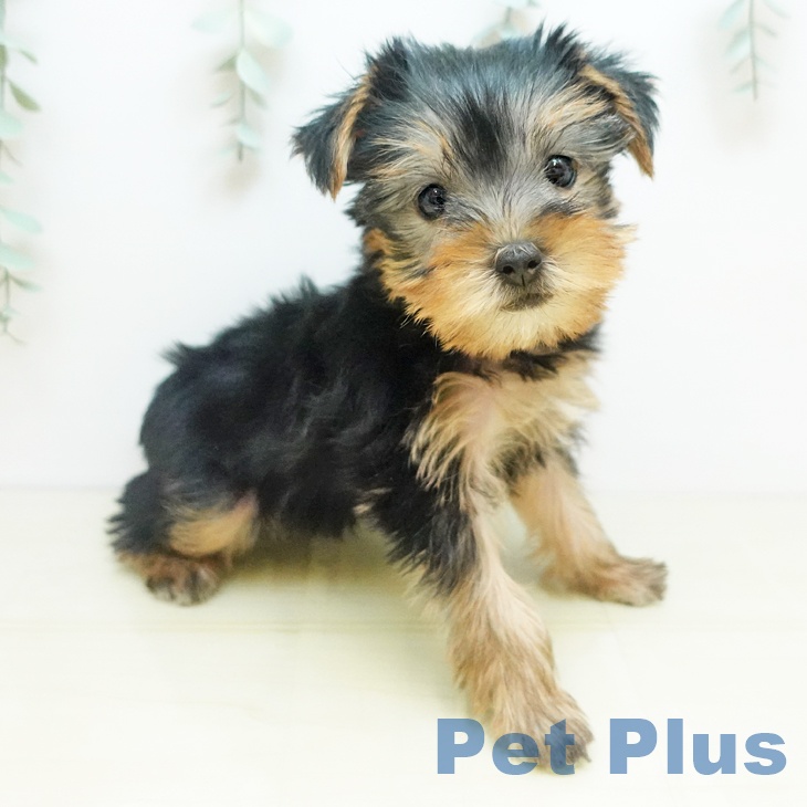 徳島県のヨークシャーテリア (ペットプラス 徳島店/2025年9月3日生まれ/男の子/スチールブルータン)の子犬の1枚目の画像