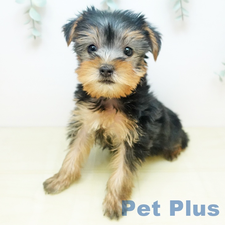 徳島県のヨークシャーテリア (ペットプラス 徳島店/2025年9月3日生まれ/男の子/スチールブルータン)の子犬の2枚目の画像