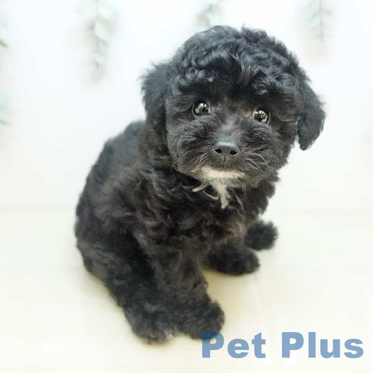 愛知県のトイプードル(トイ) (ペットプラス 豊田店/2025年9月3日生まれ/女の子/ブラック)の子犬の1枚目の画像