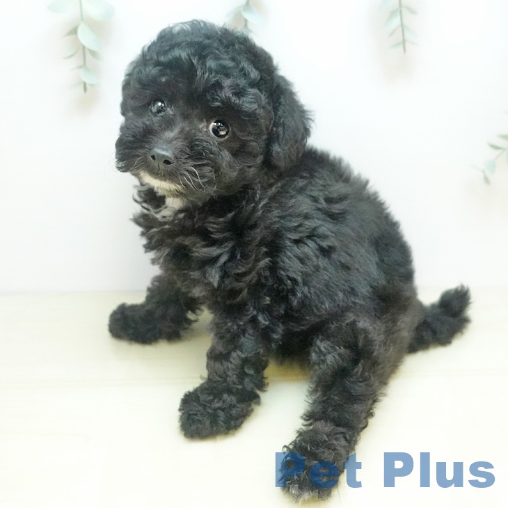 愛知県のトイプードル(トイ) (ペットプラス 豊田店/2025年9月3日生まれ/女の子/ブラック)の子犬の2枚目の画像