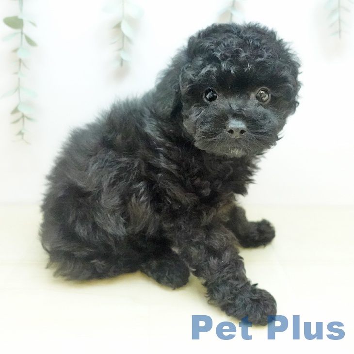 愛知県のトイプードル(トイ) (ペットプラス 則武新町店/2025年9月3日生まれ/女の子/ブラック)の子犬の1枚目の画像