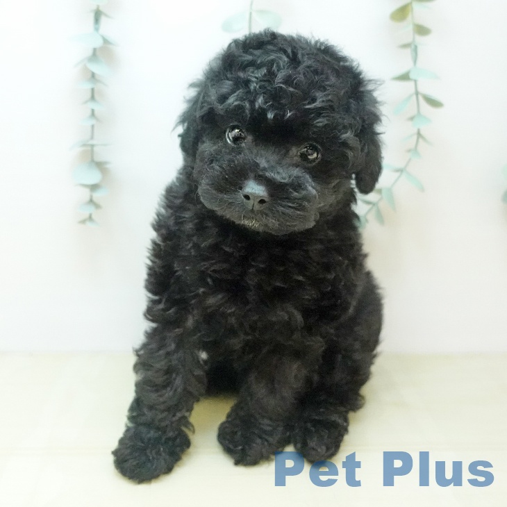 愛知県のトイプードル(トイ) (ペットプラス 則武新町店/2025年9月3日生まれ/女の子/ブラック)の子犬の2枚目の画像