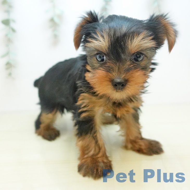 岡山県のヨークシャーテリア (ペッツワン 岡山南店/2025年8月31日生まれ/女の子/スチールブルータン)の子犬の1枚目の画像