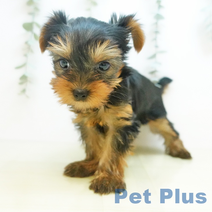 岡山県のヨークシャーテリア (ペッツワン 岡山南店/2025年8月31日生まれ/女の子/スチールブルータン)の子犬の2枚目の画像