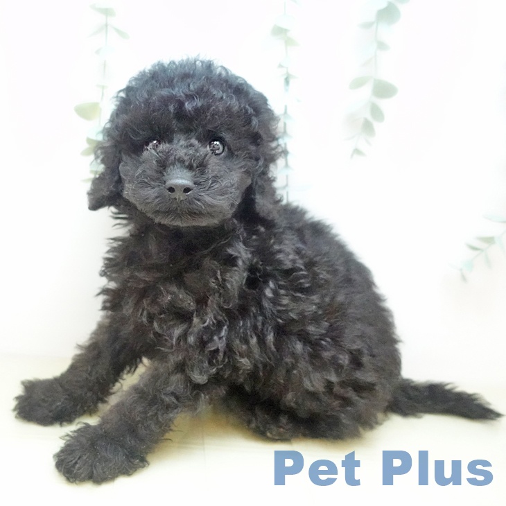 三重県のトイプードル(トイ) (ペットプラス 東員店/2025年8月28日生まれ/男の子/ブラック)の子犬