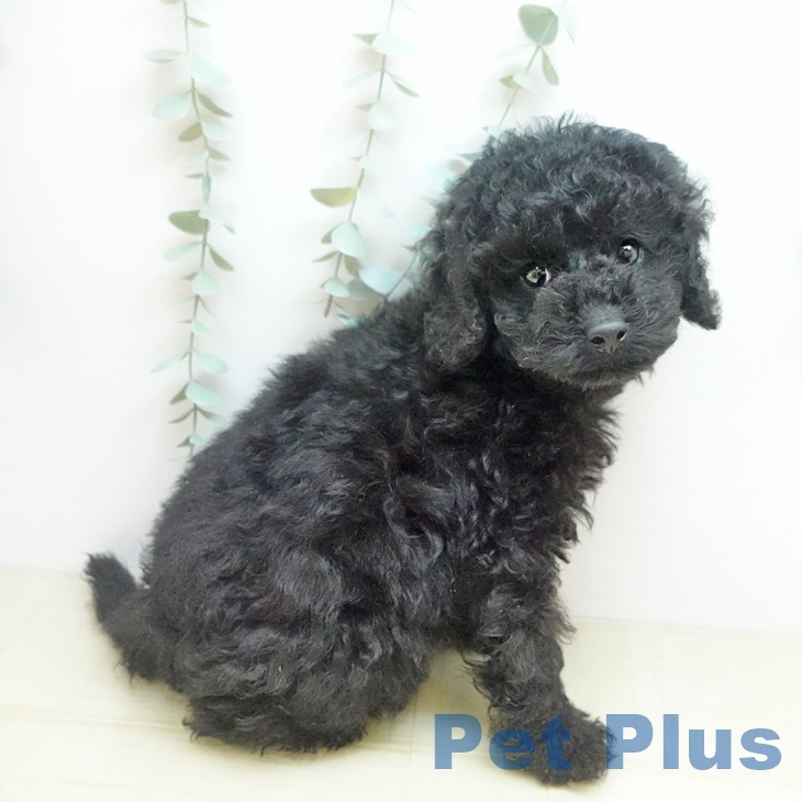 三重県のトイプードル(トイ) (ペットプラス 東員店/2025年8月28日生まれ/男の子/ブラック)の子犬の2枚目の画像