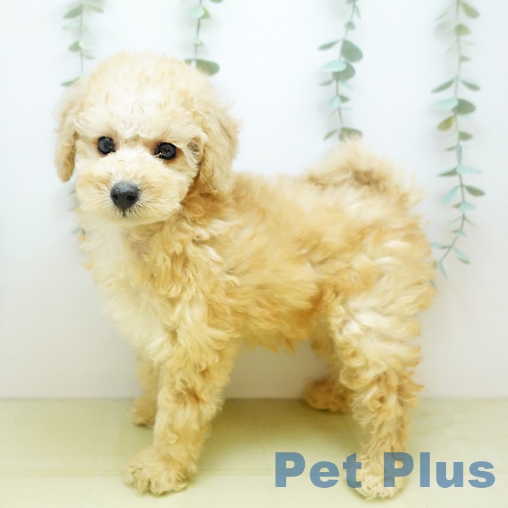 石川県のトイプードル(トイ) (ペットプラス 白山店/2025年8月28日生まれ/男の子/クリーム)の子犬