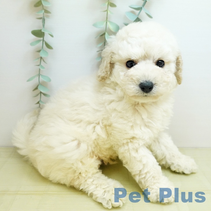 富山県のトイプードル(トイ) (ペットプラス 高岡店/2025年8月28日生まれ/男の子/ホワイト)の子犬の1枚目の画像