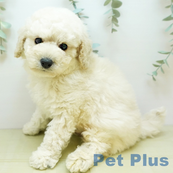富山県のトイプードル(トイ) (ペットプラス 高岡店/2025年8月28日生まれ/男の子/ホワイト)の子犬の2枚目の画像