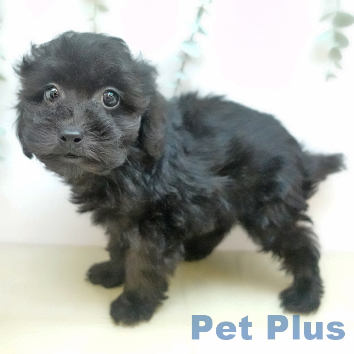 トイ・プードル