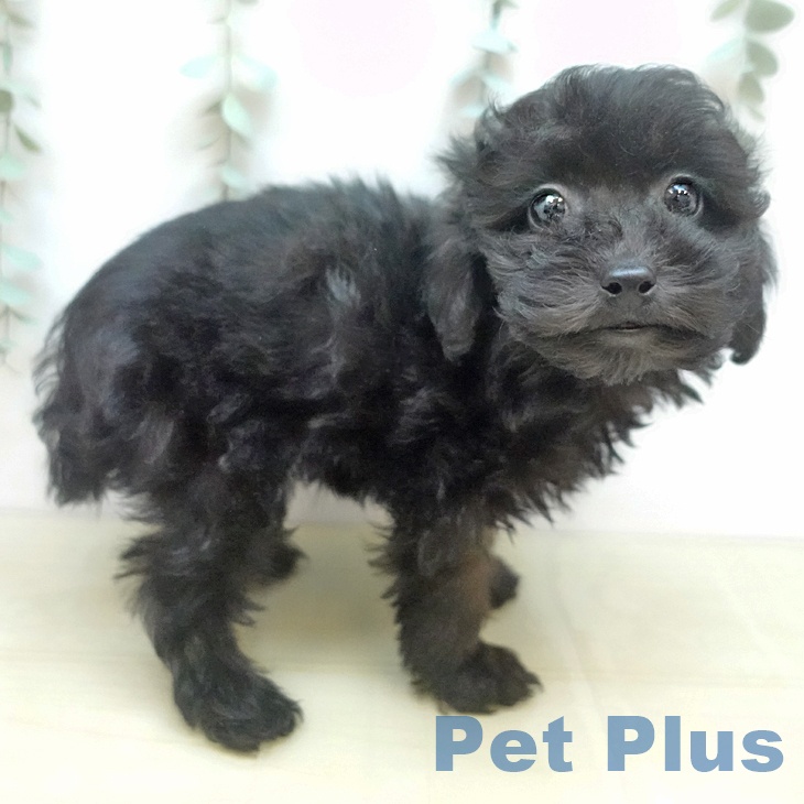 トイ・プードル