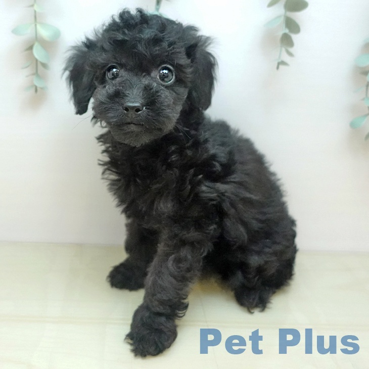 石川県のトイプードル(トイ) (ペットプラス 新小松店/2025年9月4日生まれ/男の子/ブラック)の子犬の1枚目の画像