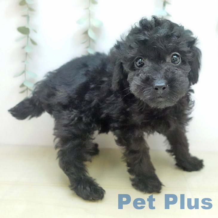 石川県のトイプードル(トイ) (ペットプラス 新小松店/2025年9月4日生まれ/男の子/ブラック)の子犬の2枚目の画像
