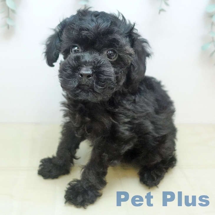 愛知県のトイプードル(トイ) (ペットプラス 名古屋茶屋店/2025年9月4日生まれ/男の子/ブラック)の子犬の1枚目の画像