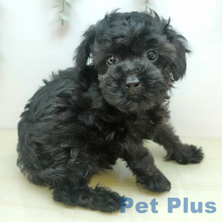 愛知県のトイプードル(トイ) (ペットプラス 名古屋茶屋店/2025年9月4日生まれ/男の子/ブラック)の子犬の2枚目の画像
